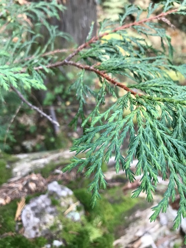 Callitropsis nootkatensis (Alaska Cedar) (alternate view 3)