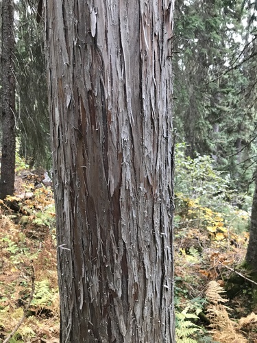 Callitropsis nootkatensis (Alaska Cedar) (alternate view 4)