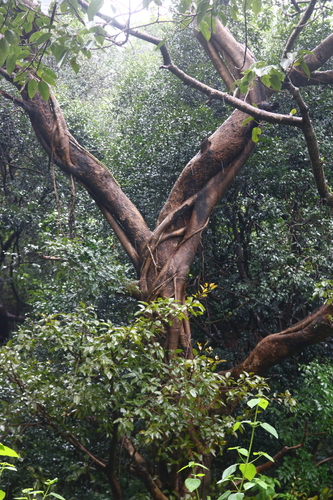 Ficus virens (White fig)