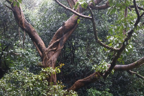 Ficus virens (White fig) (alternate view 2)