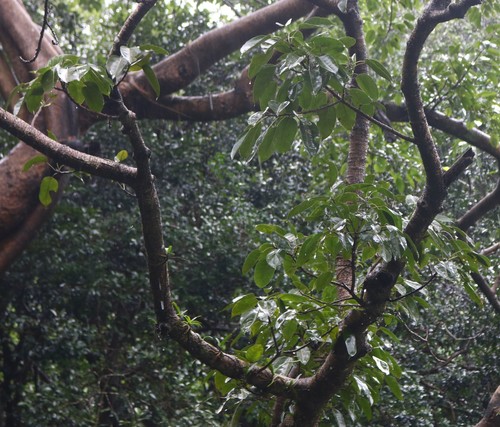 Ficus virens (White fig) (alternate view 3)