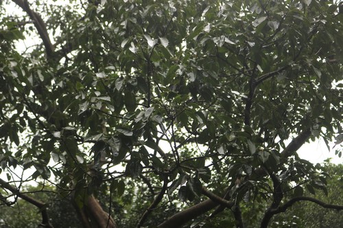 Ficus virens (White fig) (alternate view 4)
