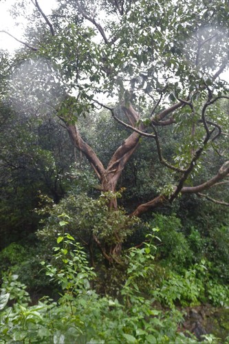 Ficus virens (White fig) (alternate view 5)
