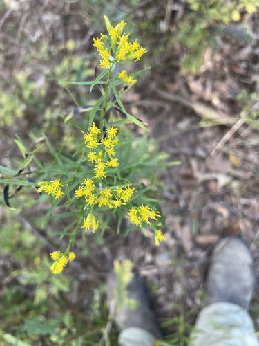 Euthamia (grass-leaved goldenrods)