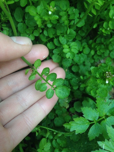 Cardamine flexuosa (wavy bittercress)