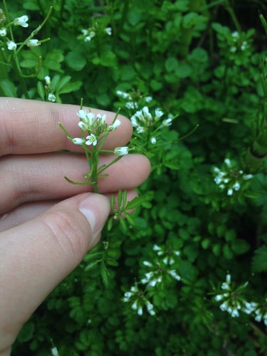 Cardamine flexuosa (wavy bittercress)