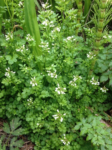 Cardamine flexuosa (wavy bittercress)