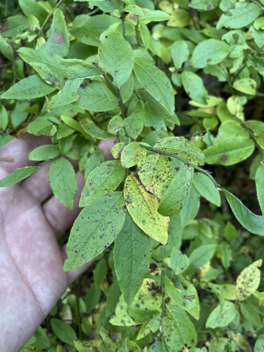 Vaccinium angustifolium (lowbush blueberry)