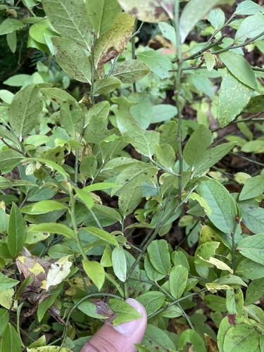 Vaccinium angustifolium (lowbush blueberry)