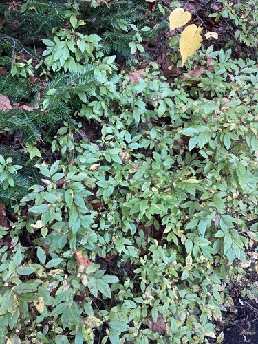 Vaccinium angustifolium (lowbush blueberry)