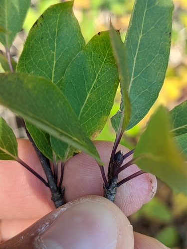 Ilex mucronata (Mountain holly) (alternate view 5)
