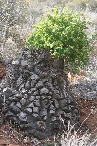 Dioscorea (Cinnamon vines) (alternate view 5)