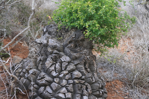 Dioscorea (Cinnamon vines) (alternate view 6)