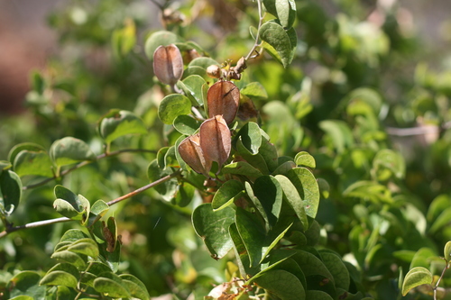 Dioscorea (Cinnamon vines) (alternate view 7)
