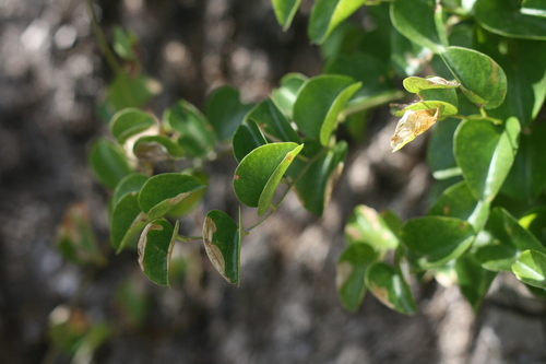 Dioscorea (Cinnamon vines) (alternate view 8)