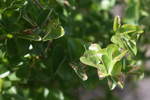 Dioscorea (Cinnamon vines) (alternate view 9)