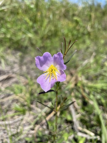 Rhexia (Meadowbeauties)