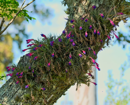 Tillandsia (Air Plant) (alternate view 4)