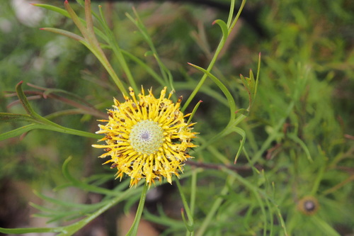 Isopogon anemonifolius (Broad-leaved Drumsticks) (alternate view 6)