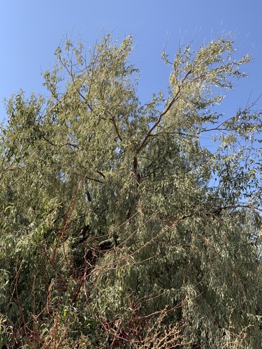 Elaeagnus angustifolia (Russian olive) (alternate view 7)
