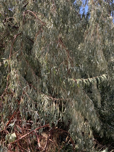 Elaeagnus angustifolia (Russian olive) (alternate view 8)