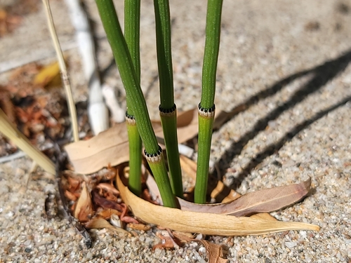 Equisetum × ferrissii (Ferriss' horsetail) (alternate view 5)