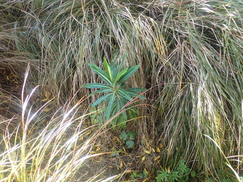 Euphorbia mellifera (Honey Spurge)