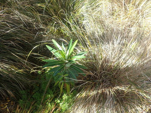 Euphorbia mellifera (Honey Spurge) (alternate view 2)
