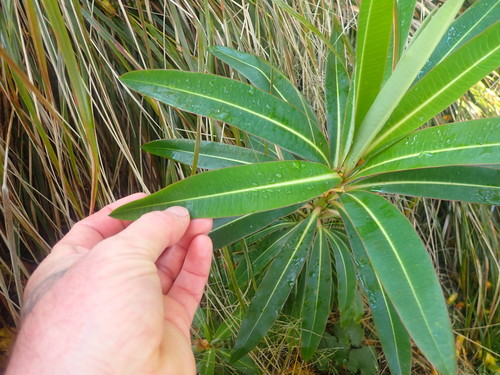 Euphorbia mellifera (Honey Spurge) (alternate view 5)