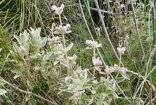 Phlomis italica (alternate view 6)