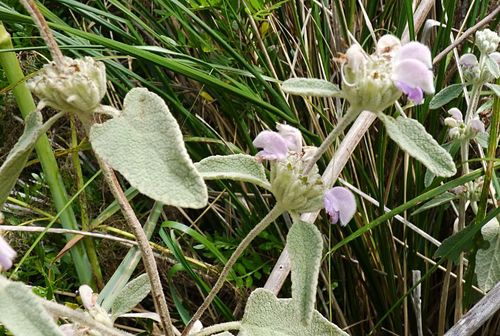 Phlomis italica (alternate view 7)