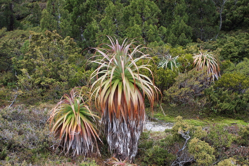 Richea pandanifolia (Pandani) (alternate view 3)