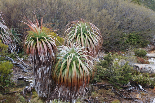 Richea pandanifolia (Pandani) (alternate view 4)