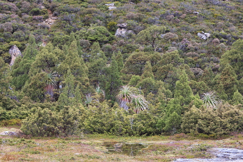 Richea pandanifolia (Pandani) (alternate view 5)
