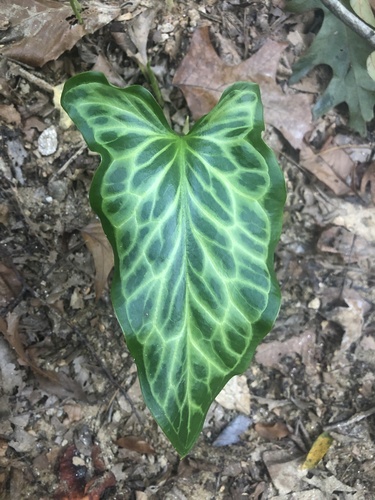 Arum italicum (lords and ladies)