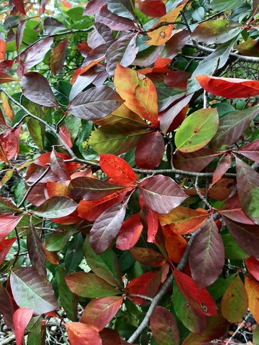 Nyssa sylvatica (sour gum, tupelo) (alternate view 2)