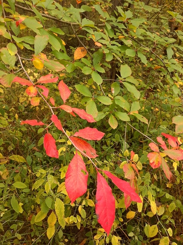 Nyssa sylvatica (sour gum, tupelo) (alternate view 3)