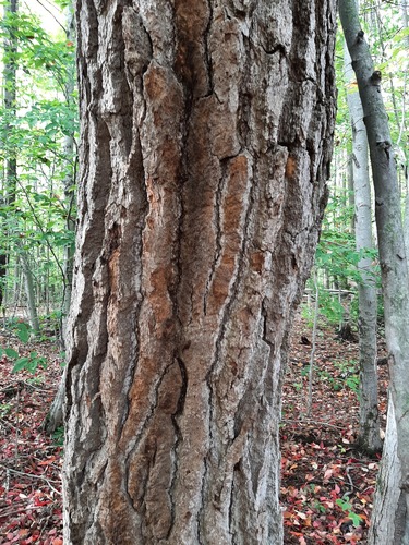 Nyssa sylvatica (sour gum, tupelo) (alternate view 4)