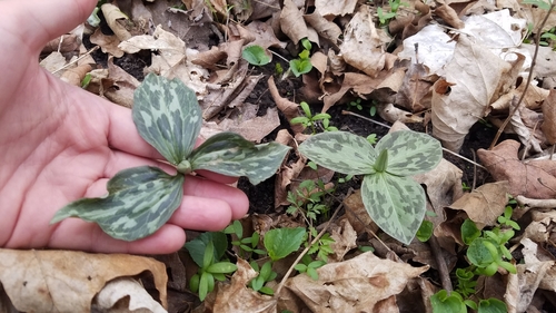 Trillium sessile (toadshade) (alternate view 5)