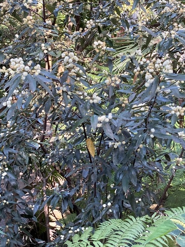 Callicoma serratifolia (Callicoma)