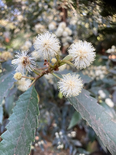 Callicoma serratifolia (Callicoma) (alternate view 2)