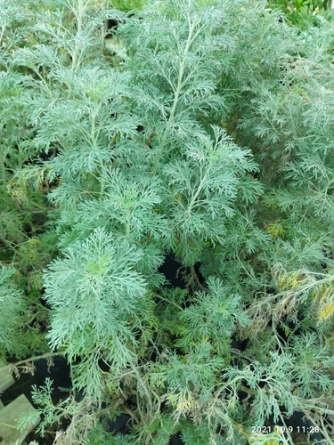 Artemisia abrotanum (Southernwood)