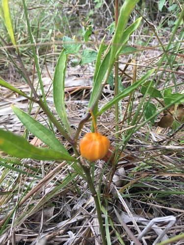 Physalis × elliottii