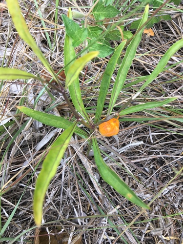 Physalis × elliottii (alternate view 2)
