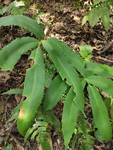 Dryopteris sieboldii (alternate view 4)