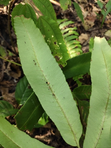 Dryopteris sieboldii (alternate view 6)