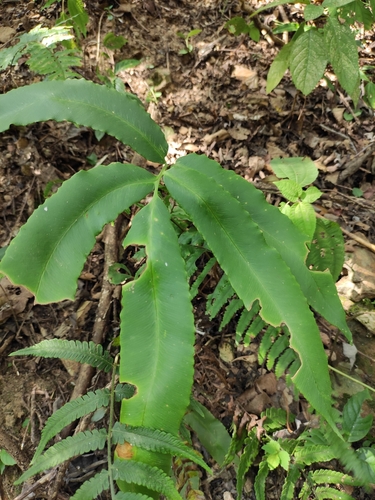 Dryopteris sieboldii (alternate view 7)