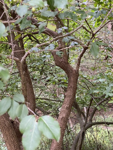 Viburnum lentago (nannyberry) (alternate view 2)