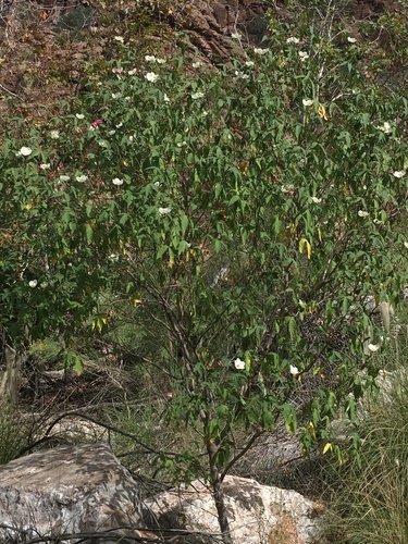 Gossypium (Cottons) (alternate view 5)