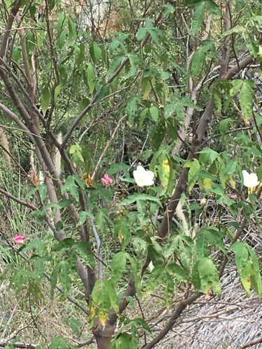 Gossypium (Cottons) (alternate view 6)